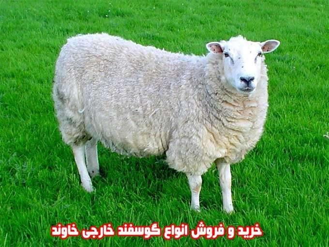 خرید و فروش انواع گوسفند خارجی خاوند در جیرفت کرمان