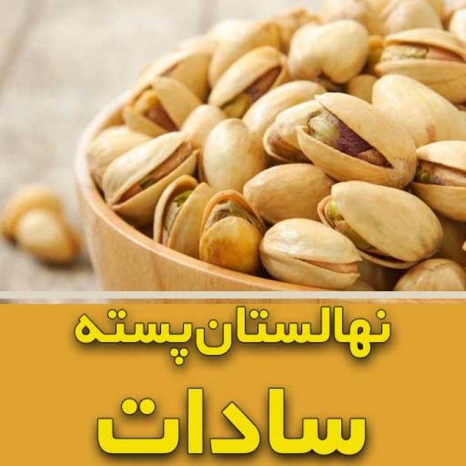 فروش نهال پسته سادات در یزد