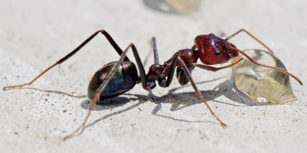 معجزه مورچه ها