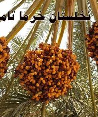 سردخانه و صنایع بسته بندی خرمای تامارا در بم کرمان