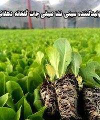 تولیدکننده سینی نشا صیفی جات گلخانه دهقانی در مرودشت فارس