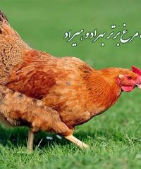 شرکت مرغ برتر بهراد و هیراد در رشت استان گیلان