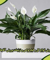 خرید و فروش انواع گل و گیاه لوکس و تزئینات بیرونی آقاجانپور درگیلان
