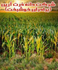 تولید و پخش علوفه ذرت شرکت دانه ذرت آرین در اندیمشک خوزستان