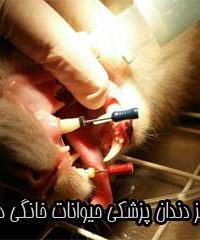 مرکز دندان پزشکی حیوانات خانگی دماوند در تهران