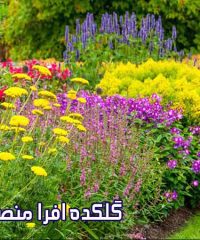 گلکده افرا منصوری در تنکابن