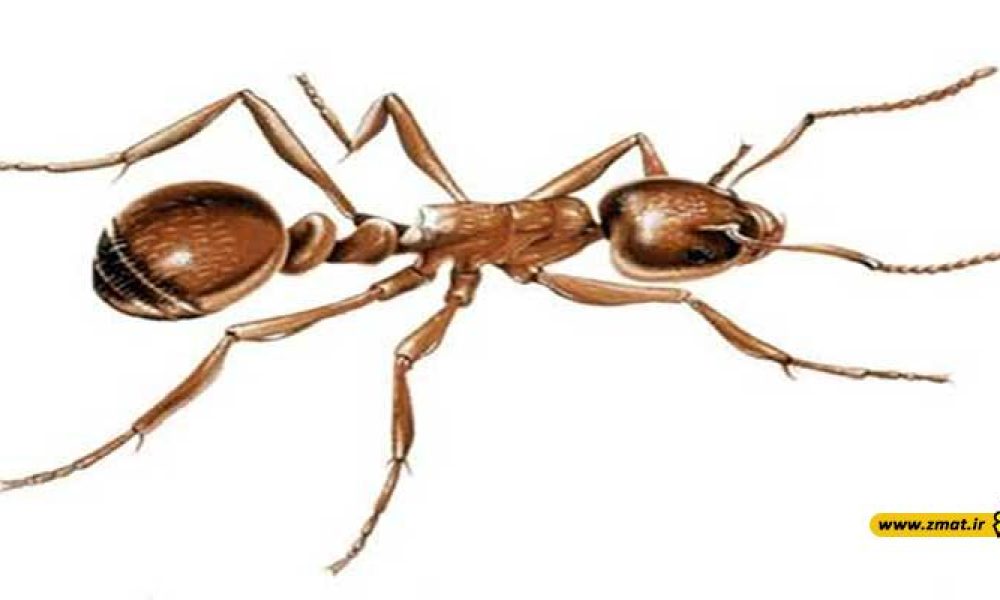 رها شدن از شر مورچه ‏ها