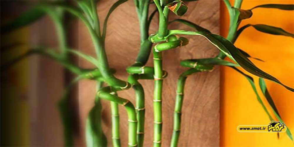 با خواص درمانی گیاه بامبو بیشتر آشنا شویم