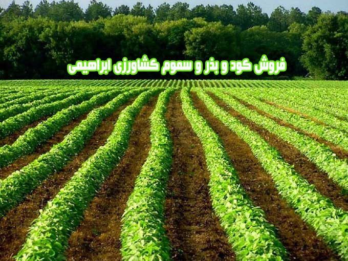 فروش کود و بذر و سموم کشاورزی ابراهیمی در شازند اراک