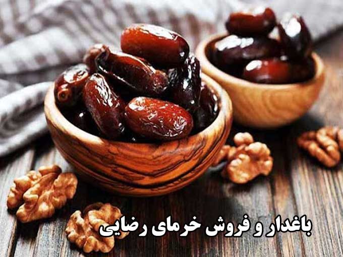 فروش خرمای کبکاب و زاهدی درجه یک رضایی در بوشهر
