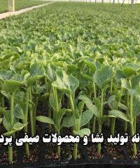 گلخانه تولید نشا و محصولات صیفی پردیس در مرودشت فارس