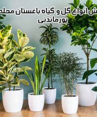 فروش انواع گل و گیاه باغستان محله پورماندنی در ده شیخ فارس