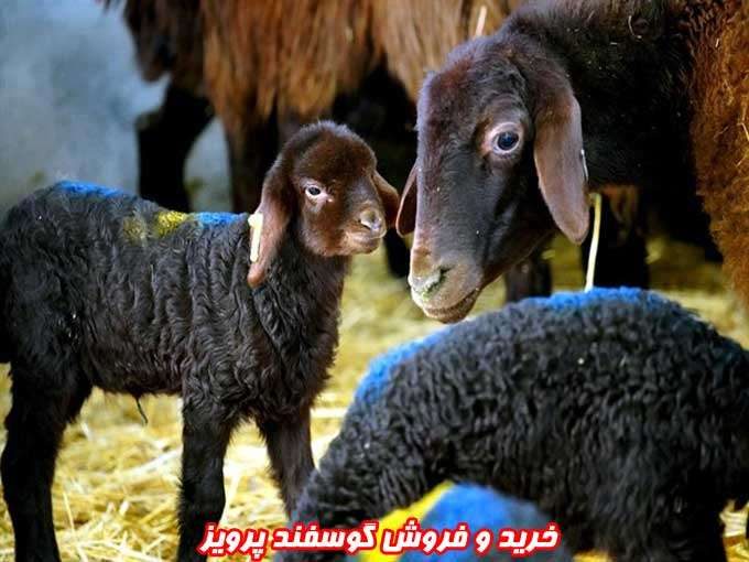 خرید و فروش گوسفند پرویز در تاکستان قزوین