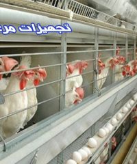 ساخت پخش فروش تجهیزات مرغداری قفس مرغ گوشتی و تخمگذار در قزوین ابگرم