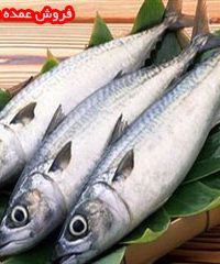 فروش عمده ماهی پویا در قشم
