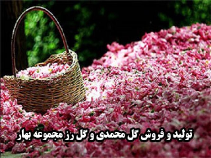 تولید و فروش گل محمدی و گل رز مجموعه بهار در خواف خراسان رضوی