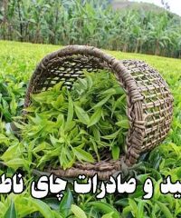 تولید و صادرات چای ناطق در لاهیجان