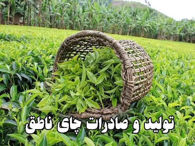 تولید و صادرات چای ناطق در لاهیجان