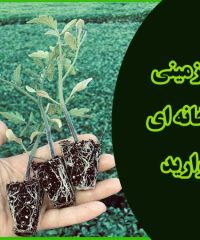 کاشت انواع نشا زمینی و گلخانه ای مروارید در مرودشت شیراز
