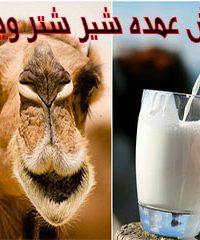 پخش عمده شیر شتر ویوان در آذربایجان شرقی