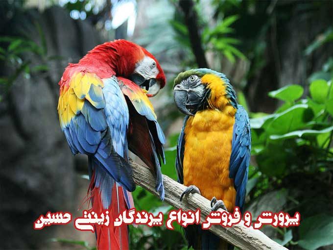 پرورش و فروش انواع پرندگان زینتی حسین در نقده آذربایجان غربی