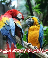 پرورش و فروش انواع پرندگان زینتی حسین در نقده آذربایجان غربی