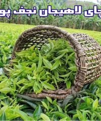 تولید و ارسال چای مرغوب لاهیجان نجف پور در رودسر