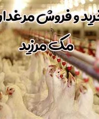 خرید و فروش مرغداری مک مرزید در ساری
