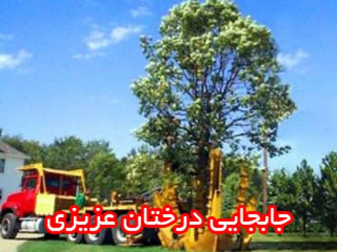 جابجایی درختان عزیزی در شیراز