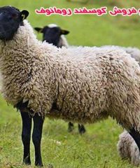 پرورش و فروش گوسفند چند قلوزای رومانف گلستانی در آذربایجان شرقی