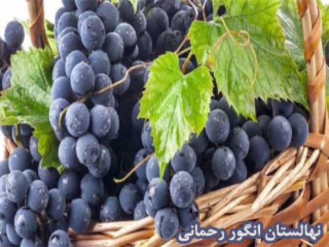 نهالستان انگور رحمانی در تاکستان