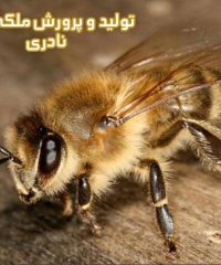 تولید و پرورش ملکه زنبور نادری در تهران