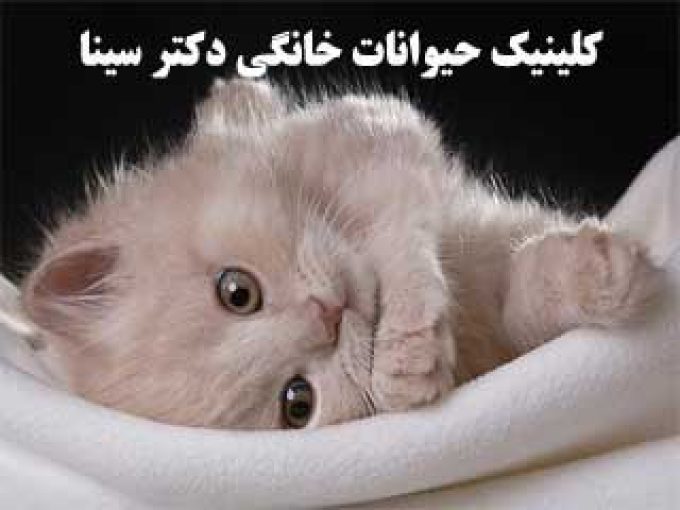 کلینیک حیوانات خانگی دکتر سینا در تهران