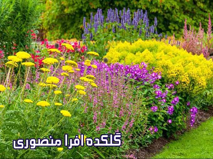گلکده افرا منصوری در تنکابن