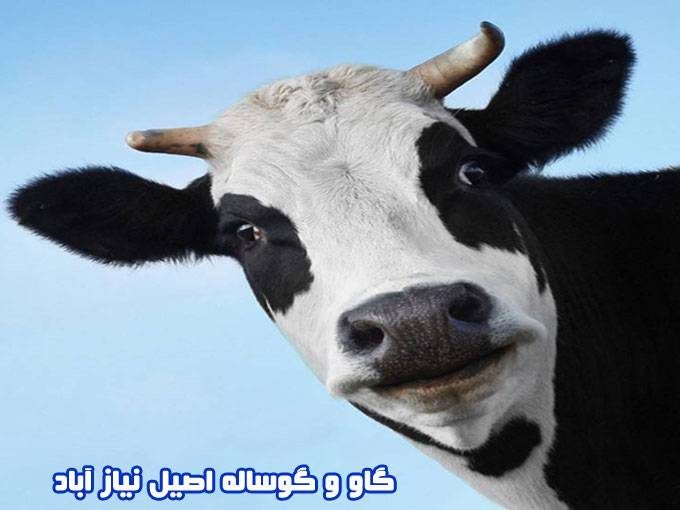 خرید و فروش گاو و گوساله اصیل نیاز آباد در بندر ترکمن