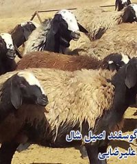 دامداری گوسفند اصیل شال علیرضایی در قزوین