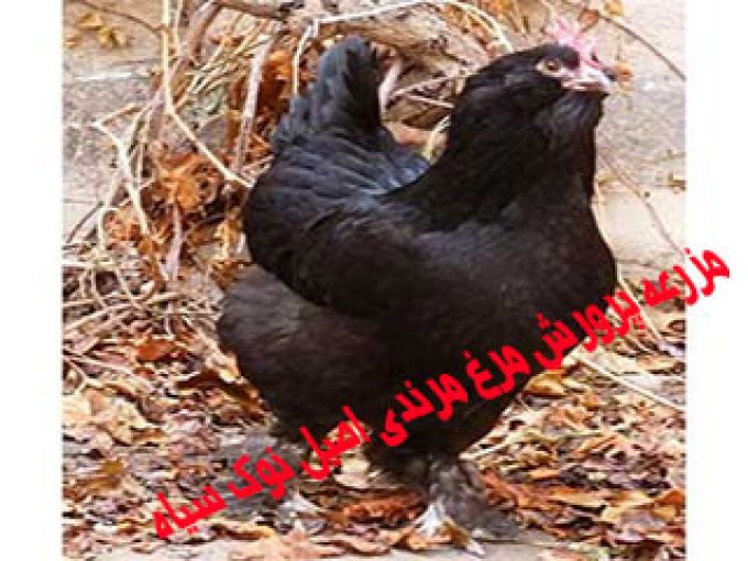مزرعه پرورش مرغ مرندی اصیل نوک سیاه در زنجان