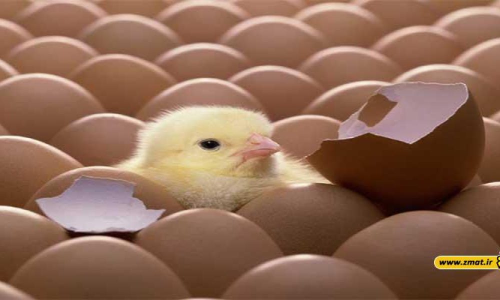 تخم اردک در مقابل تخم مرغ