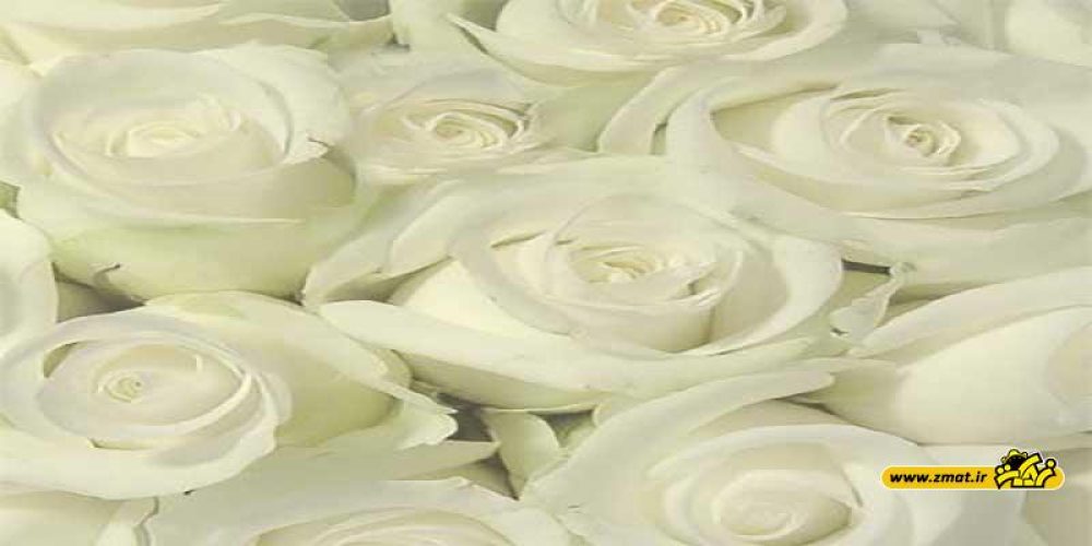 فواید شگفت‌انگیز و کاربردهای روغن گل سفید