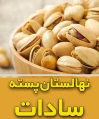 فروش نهال پسته سادات در یزد