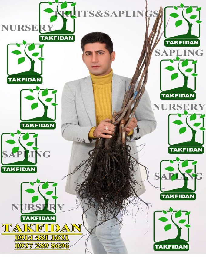 موسسه تولید نهال تک فیدان در آذربایجان غربی-شهرستان میاندواب