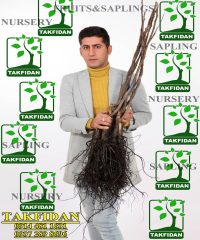 موسسه تولید نهال تک فیدان در آذربایجان غربی-شهرستان میاندواب