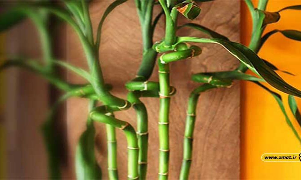 با خواص درمانی گیاه بامبو بیشتر آشنا شویم