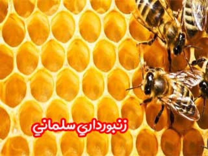 زنبورداری سلمانی در مشهد