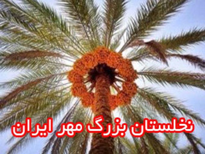نخلستان بزرگ مهر ایران در اهواز