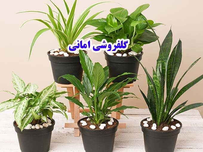 پرورش گل گیاه آپارتمانی گلفروشی امانی در آمل مازندران