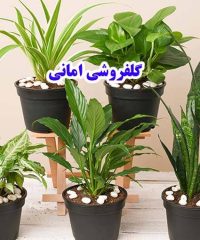 پرورش گل گیاه آپارتمانی گلفروشی امانی در آمل مازندران