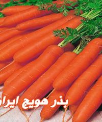 فروشگاه بذر ایران آذر کلینیک بذر هویج در بناب آذربایجان شرقی