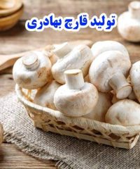 تولید و پرورش و پخش قارچ دکمه ای و صدفی عمده و خرده بهادری در بابل مازندران