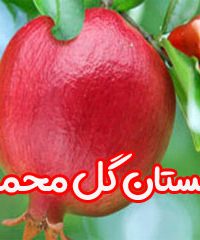 نهالستان گل محمدی در داراب